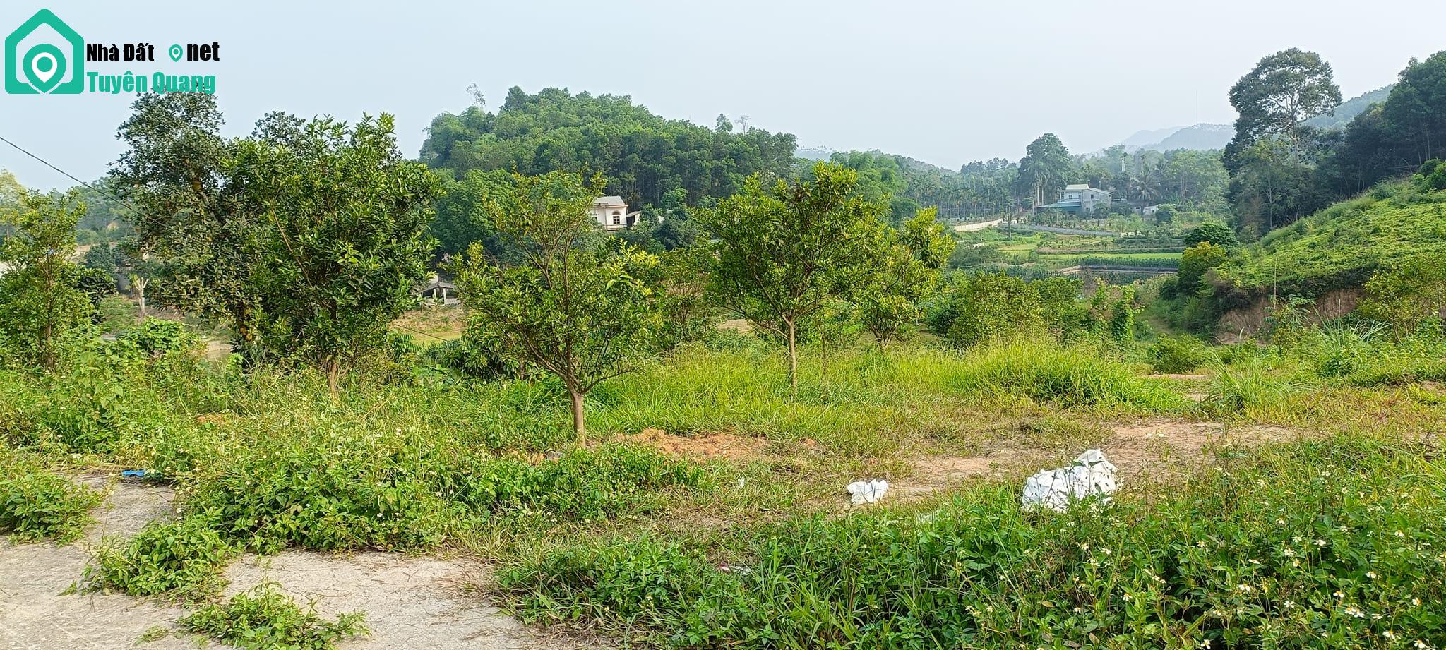 bán đất nhà vườn nhữ khê – yên sơn -Tuyên Quang