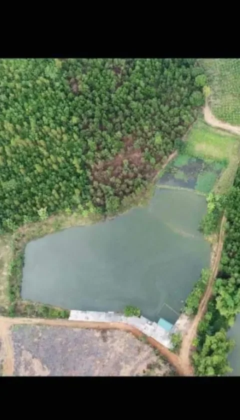 Bán trang trại gần 7.000 m² hồ nước và 4 ha đồi trồng keo tại Sơn Dương, Tuyên Quang – giá 4,5 tỷ